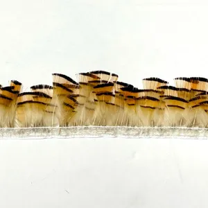 Grouse Fringe