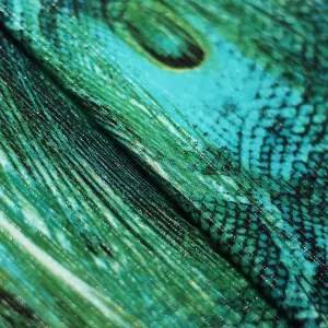 Peacock Strike